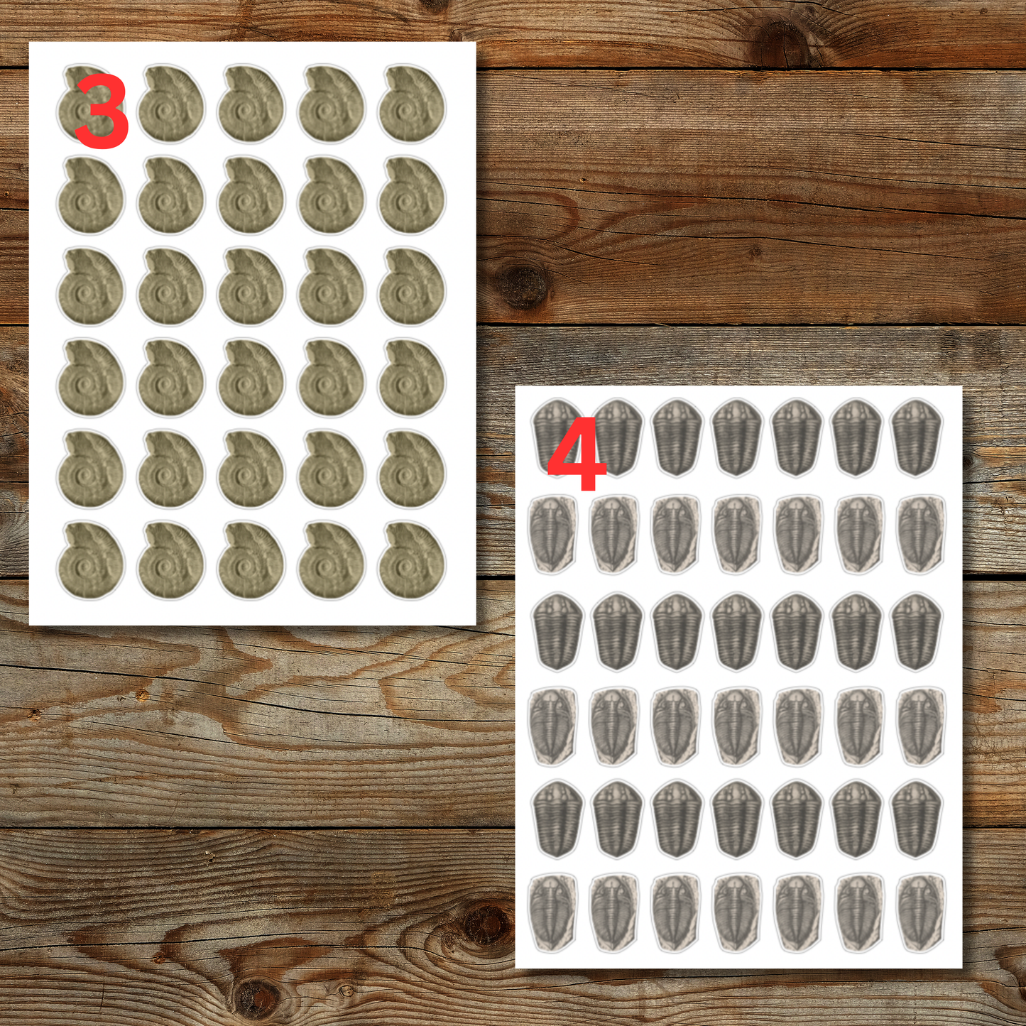 Fossil Sticker Sheet