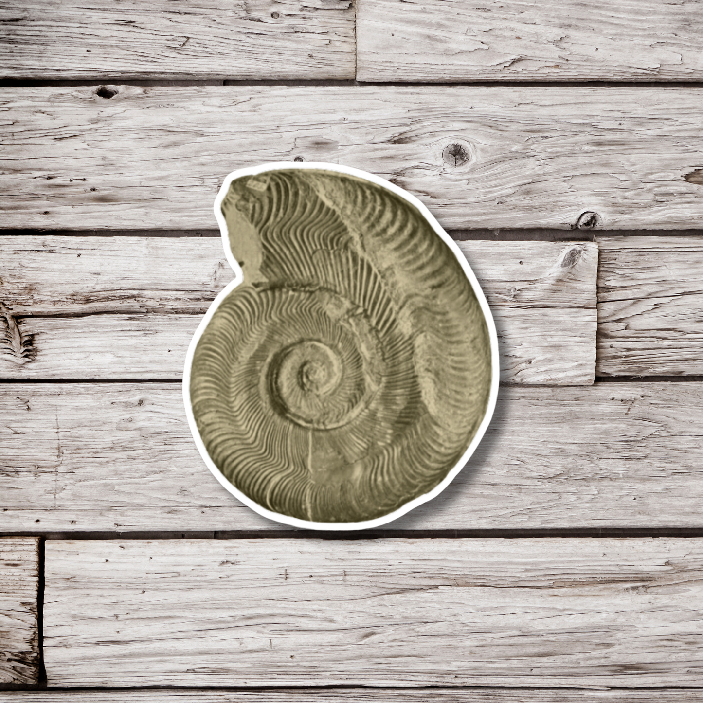 Ammonite Fossil Sticker