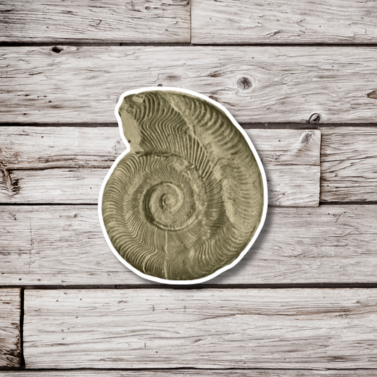 Ammonite Fossil Sticker