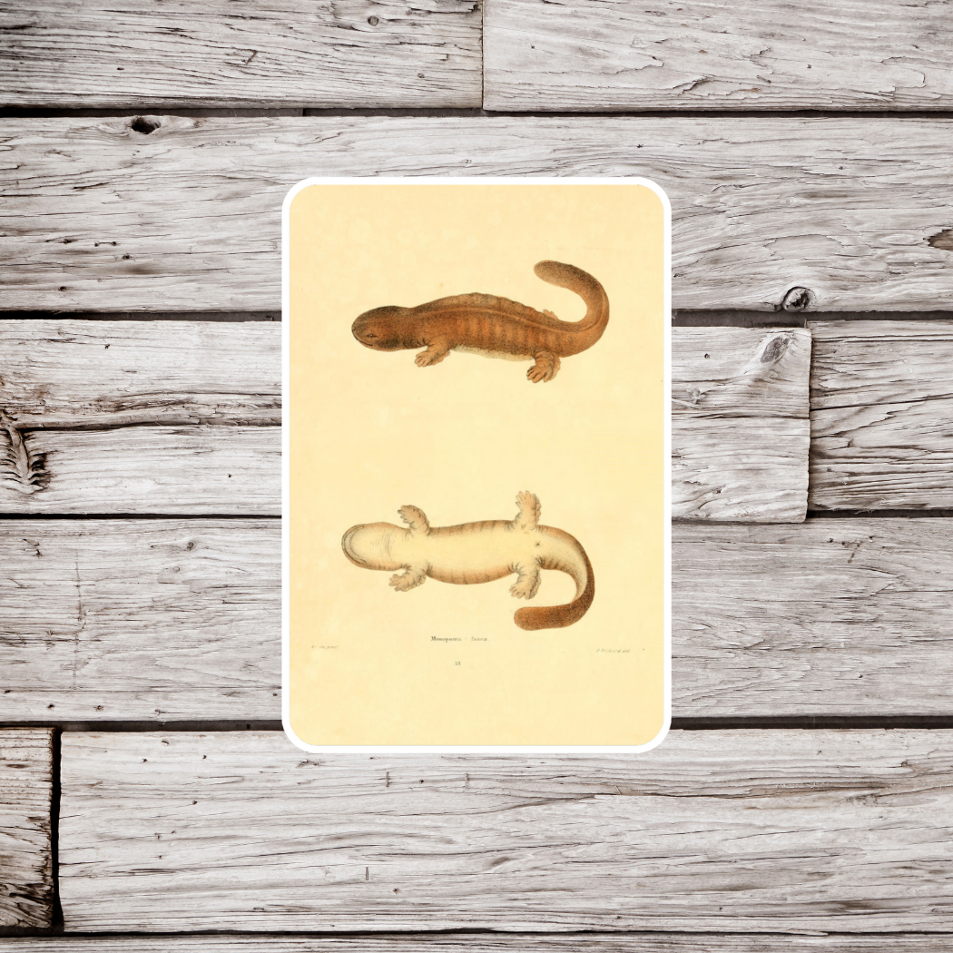 Amphibian Sticker