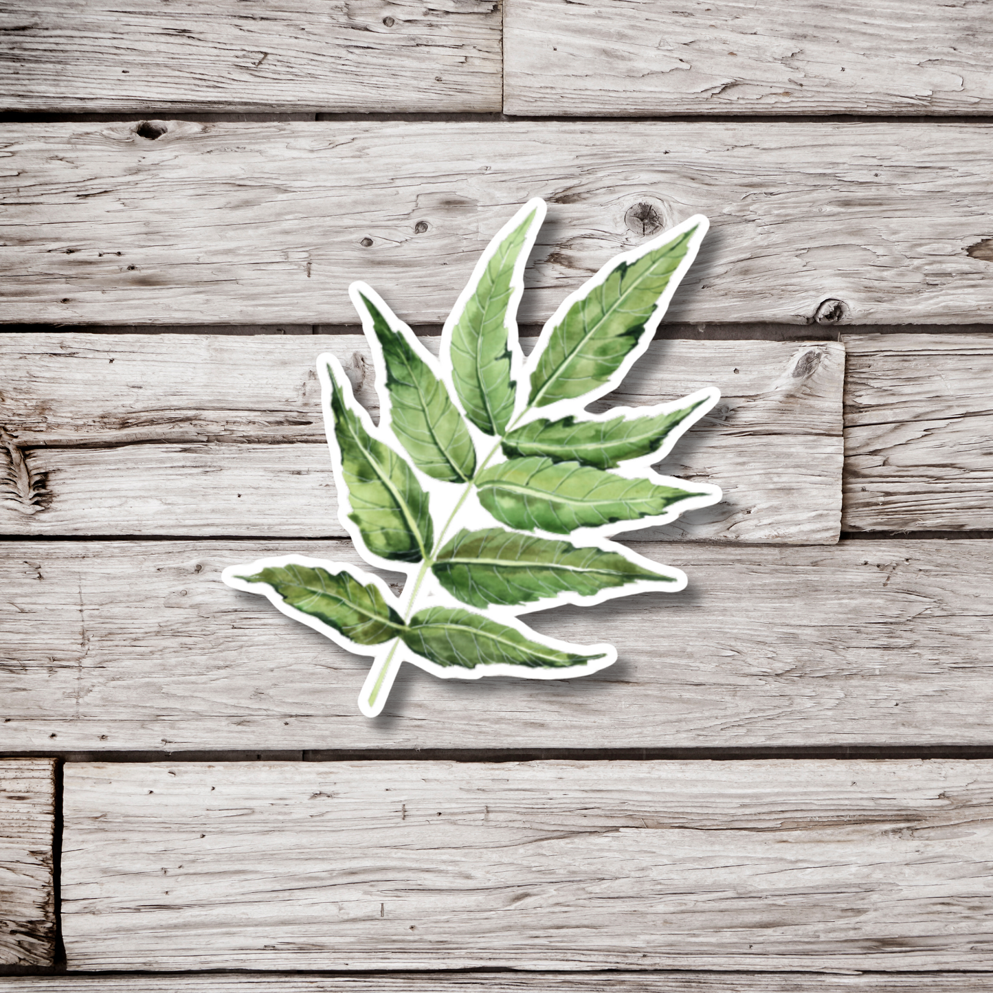 Ash Leaf Sticker