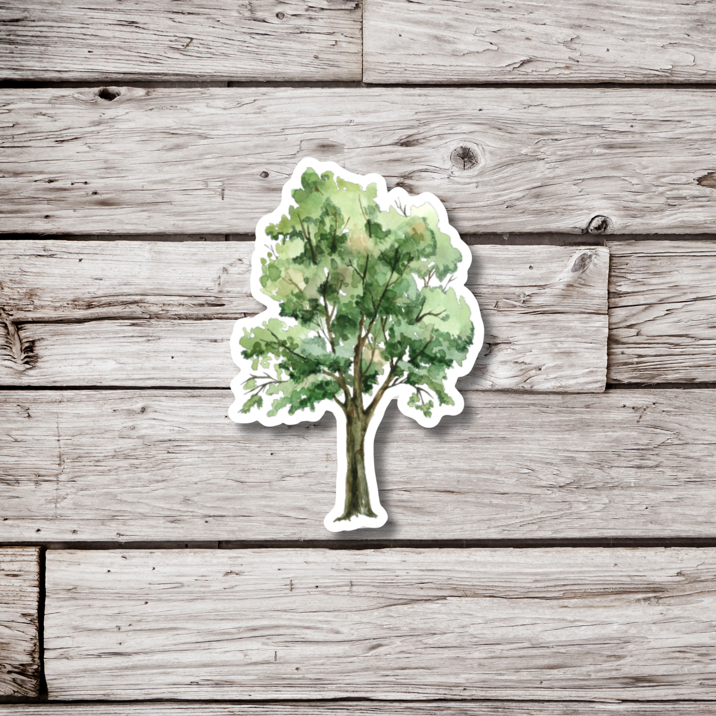 Ash Tree Sticker