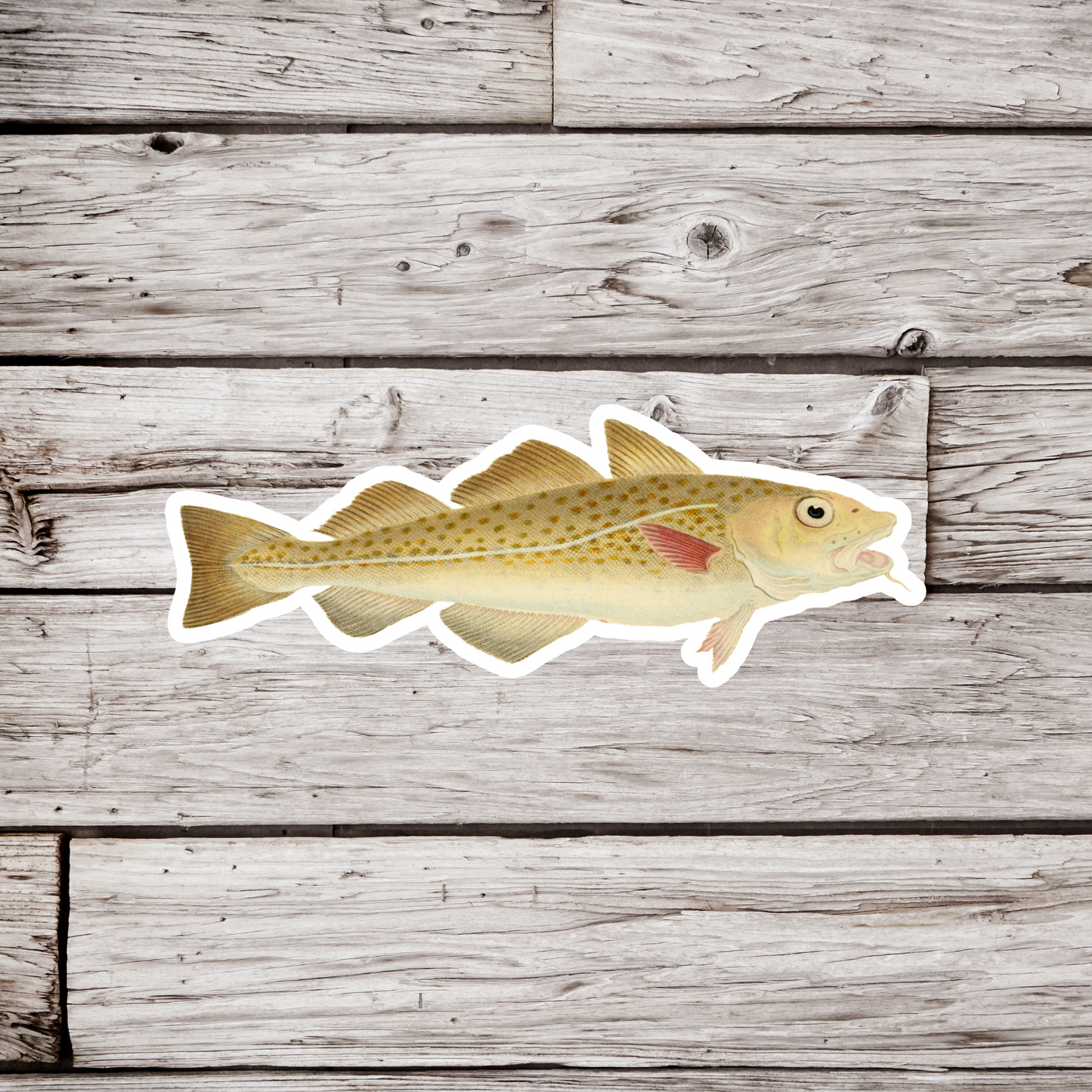Atlantic Cod - Gadus Morhua Sticker