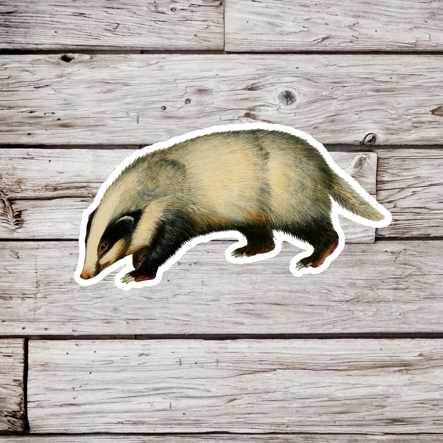 Badger Sticker