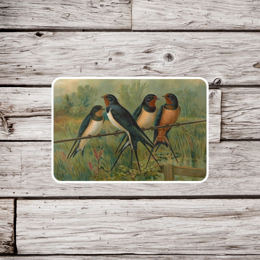 Barn Swallow Sticker