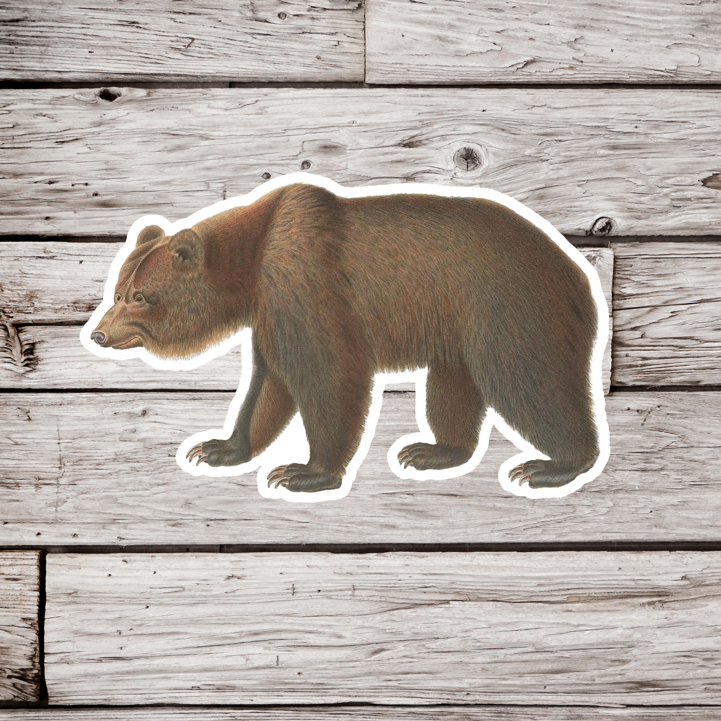 Bear Sticker