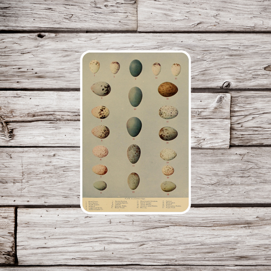 Egg Sticker
