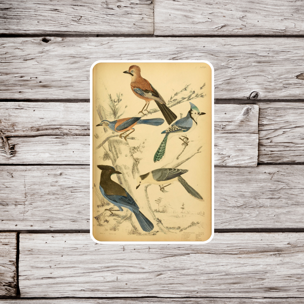 Birds Sticker