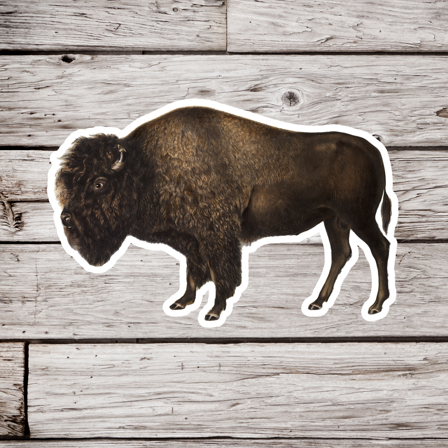 Bison Sticker