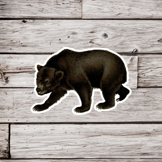 Black Bear Sticker
