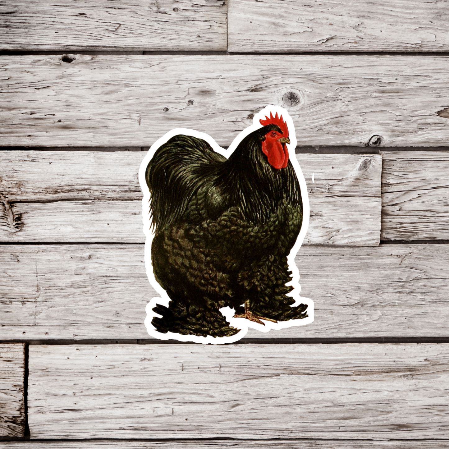 Black Cochins Chicken Sticker