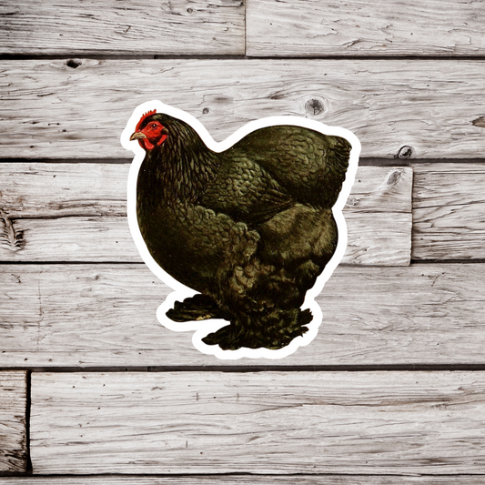Black Cochins Chicken Sticker