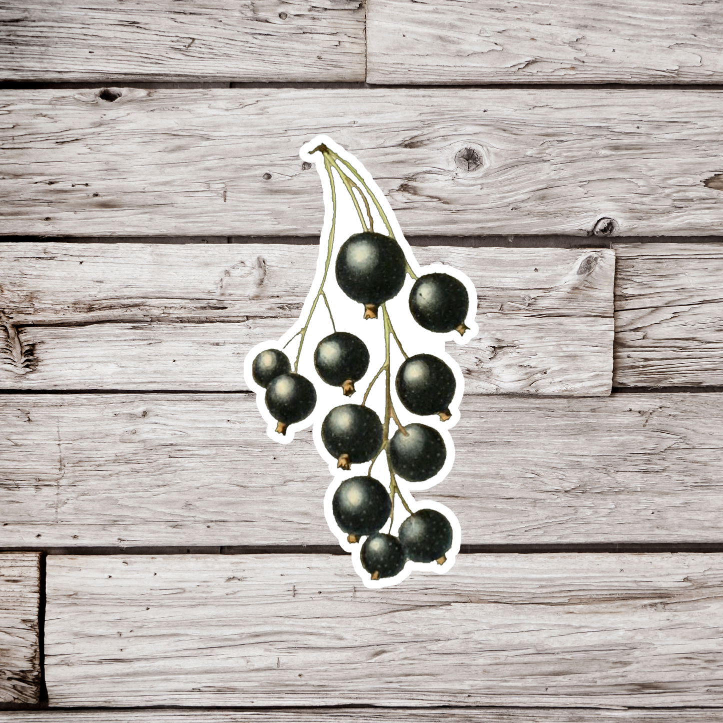 Black Currants Sticker