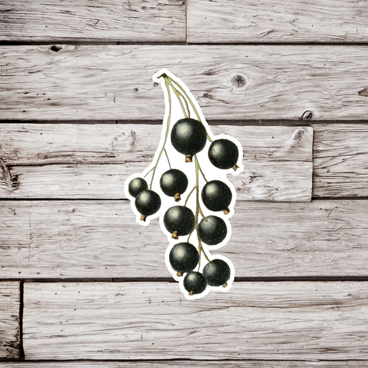 Black Currants Sticker