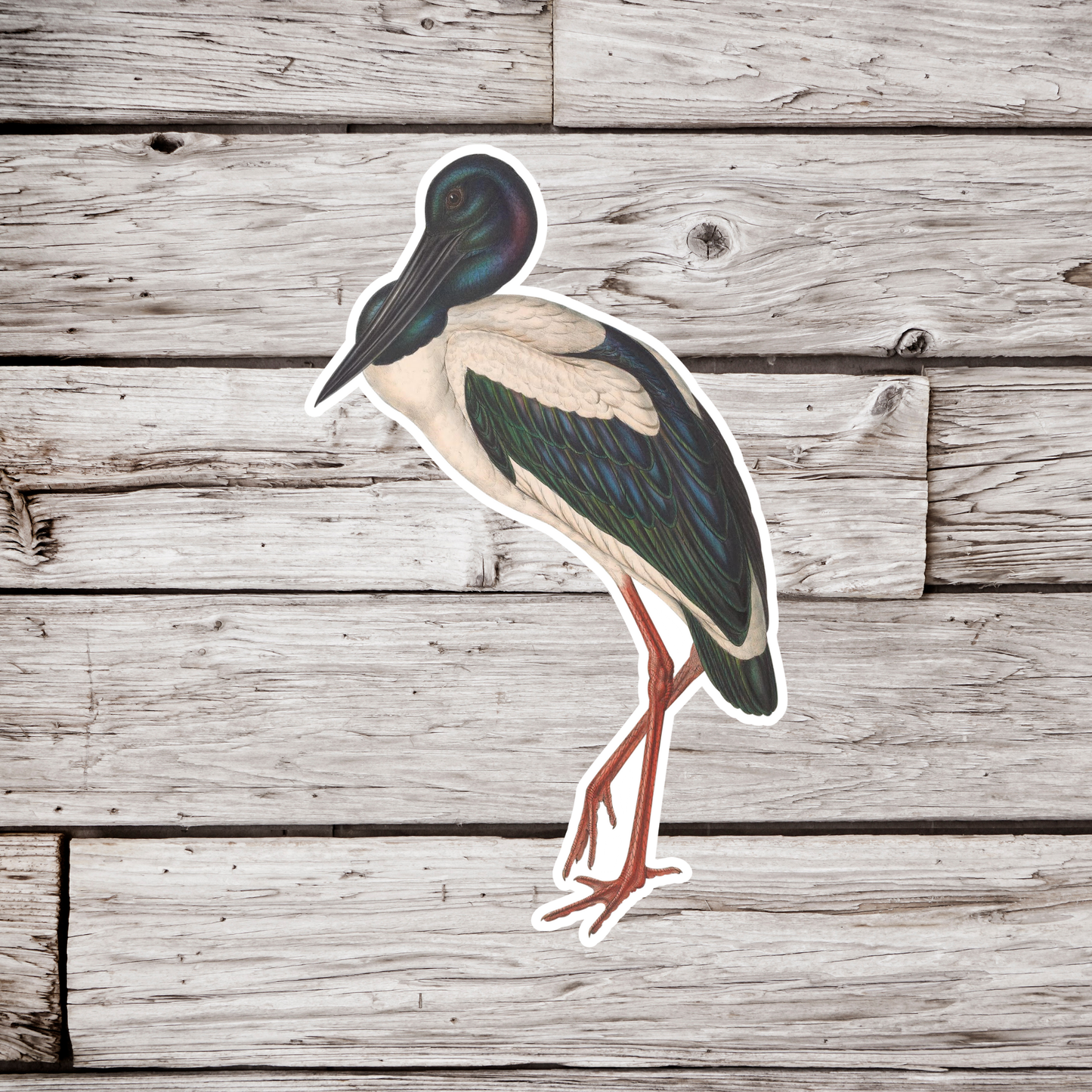 Black Necked Stork Sticker