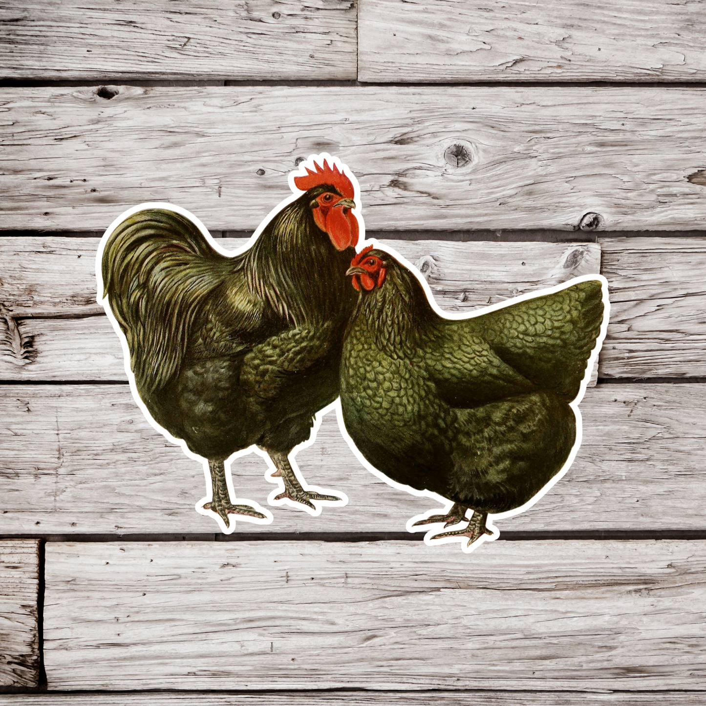 Black Orpington Chicken Sticker