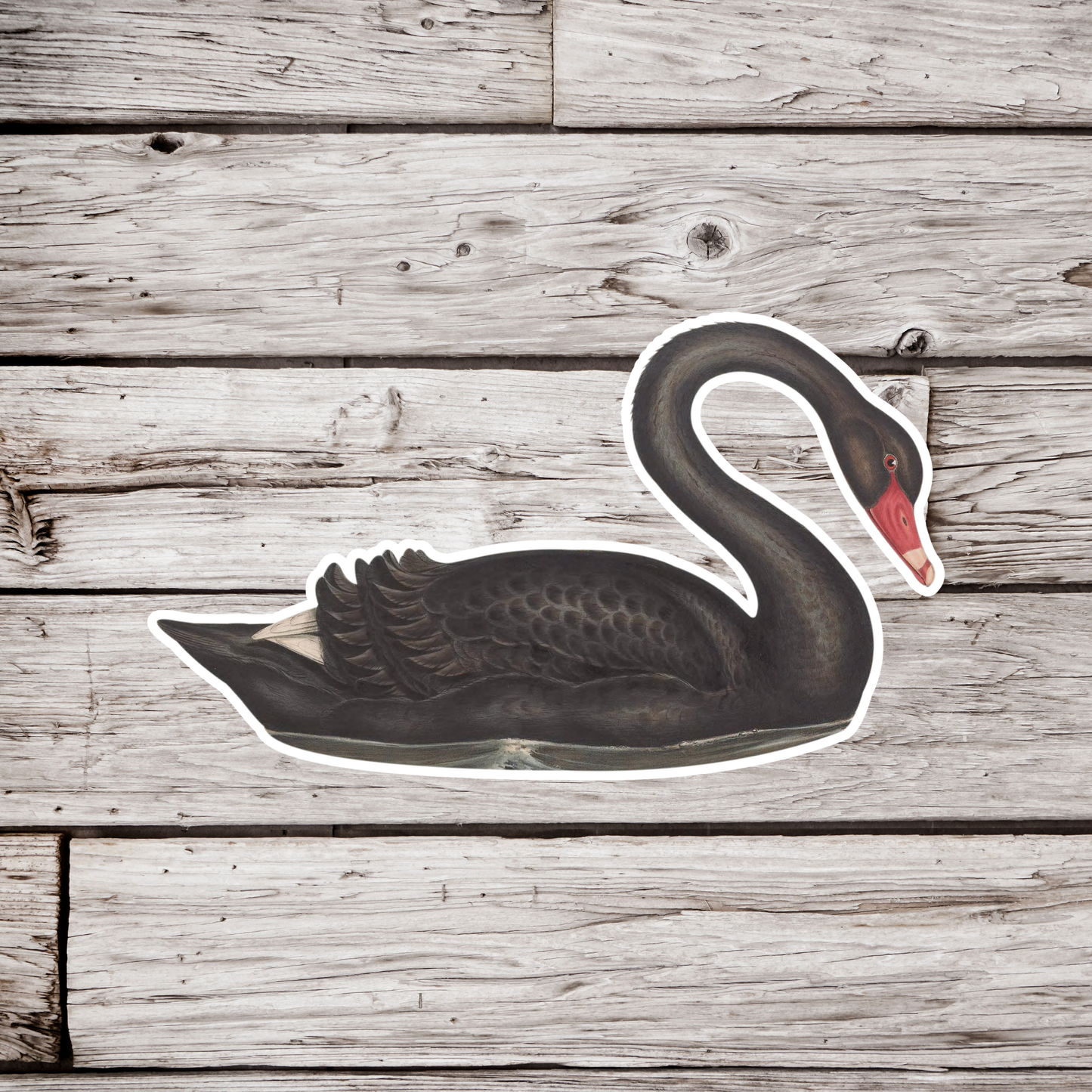 Black Swan Sticker