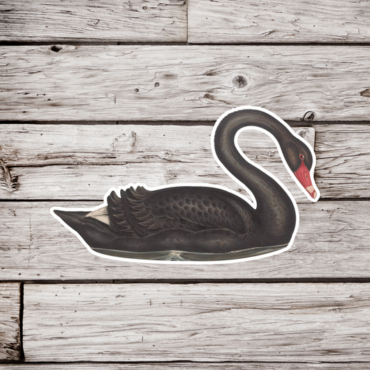 Black Swan Sticker