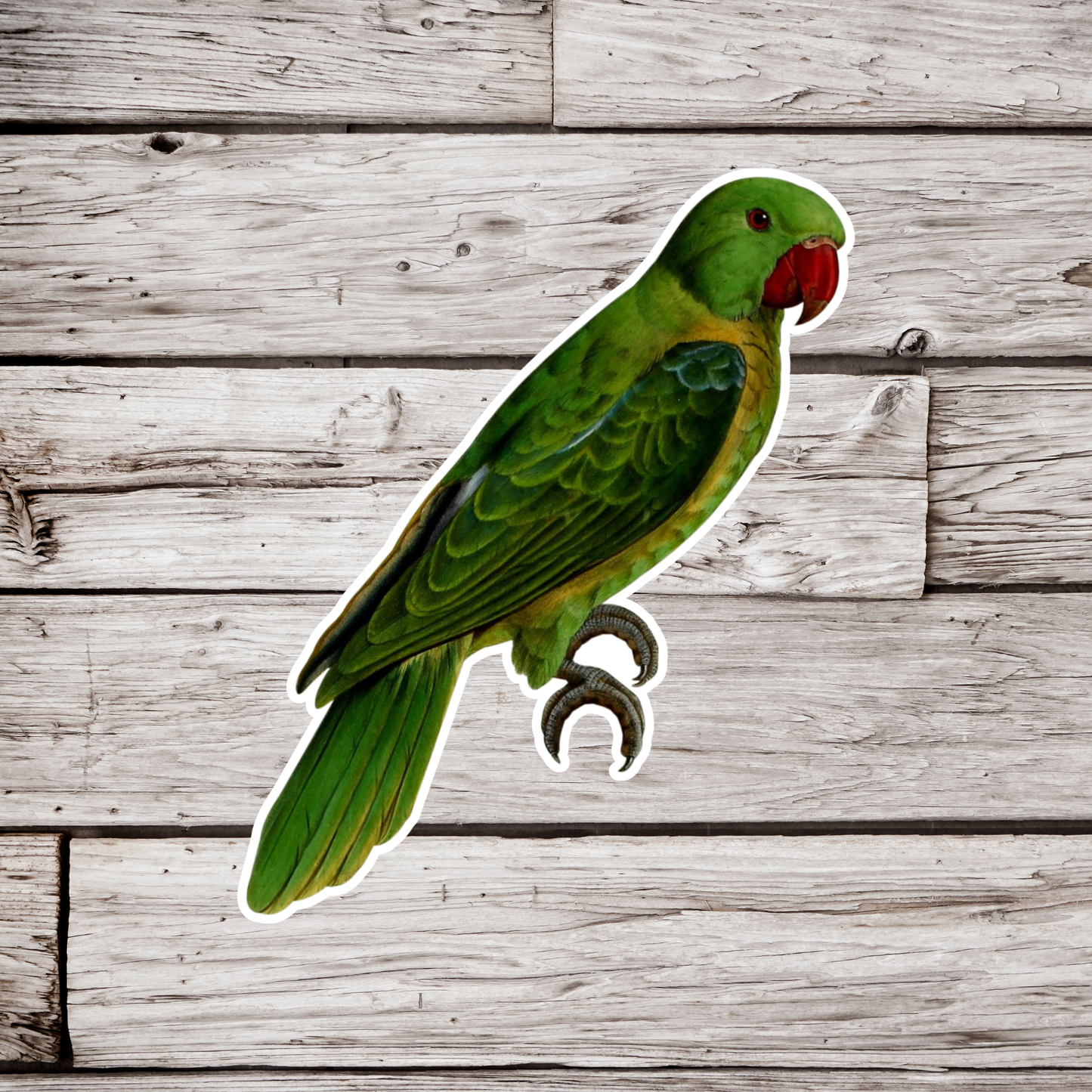 Blue Backed Parrot Sticker