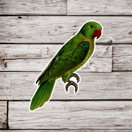 Blue Backed Parrot Sticker