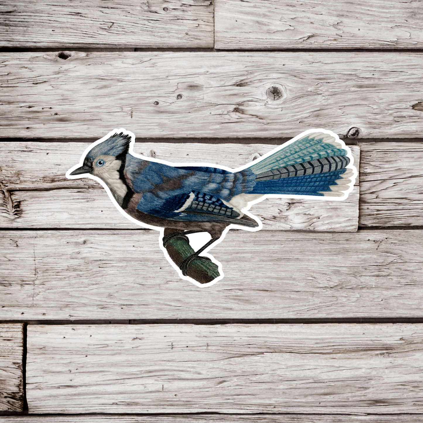 Blue Jay Sticker