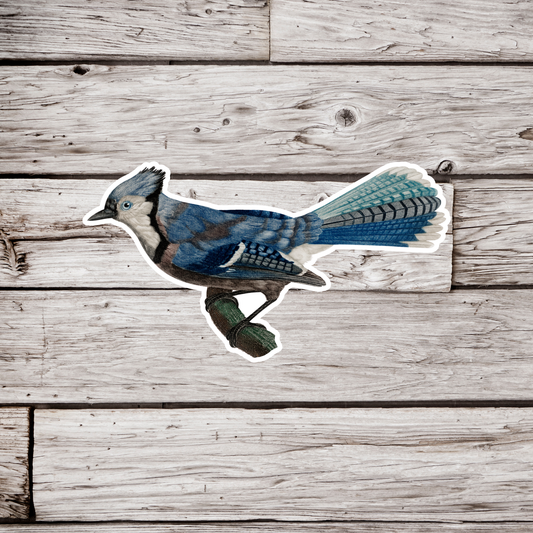 Blue Jay Sticker