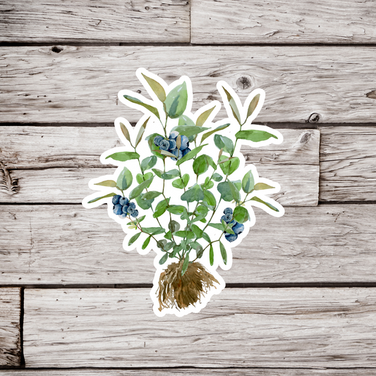 Blueberry Plant Sticker