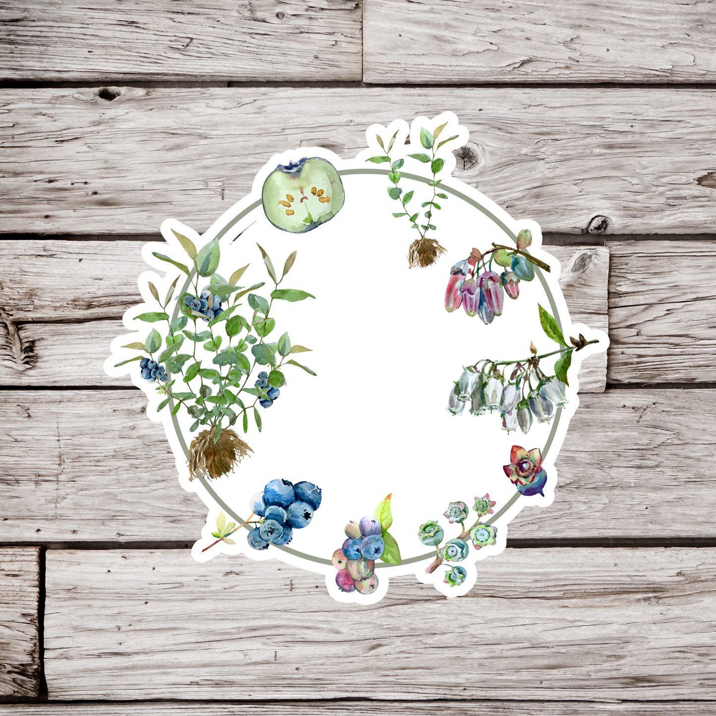 Blueberry Life Cycle Sticker