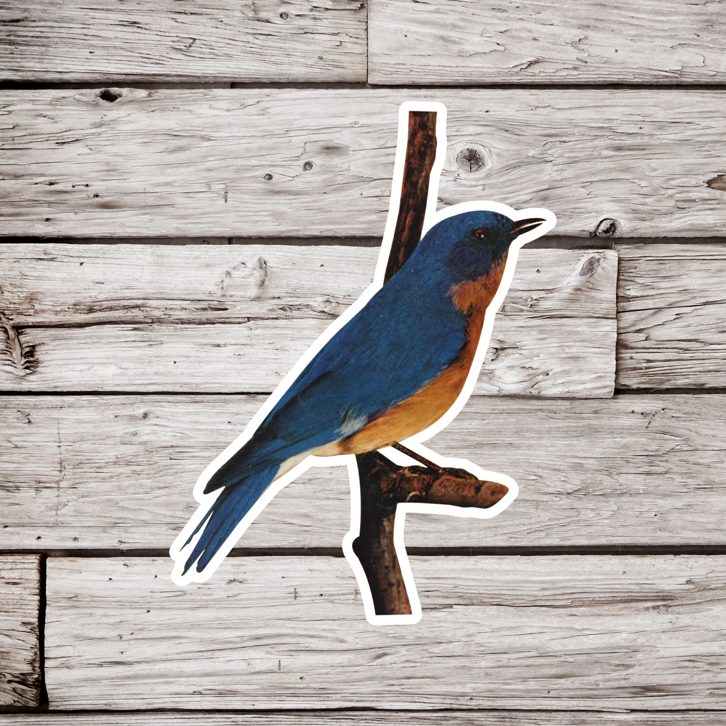 Blue Bird Sticker