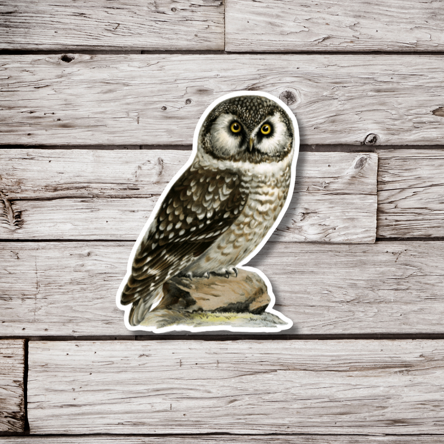 Boreal Owl Sticker