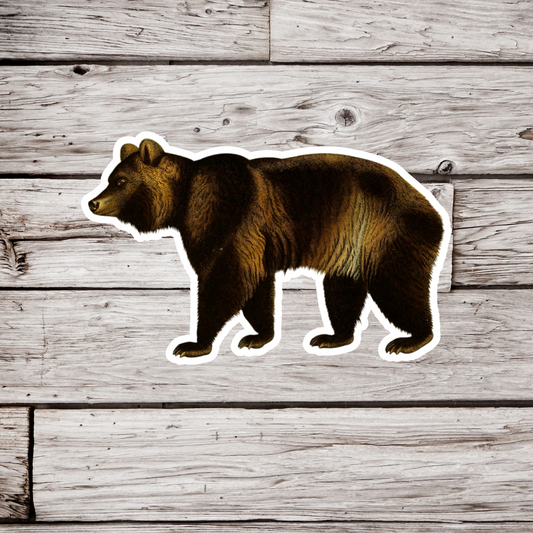 Brown Bear Sticker