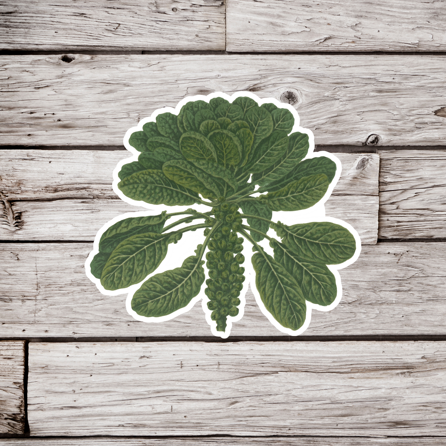 Brussel Sprouts Sticker