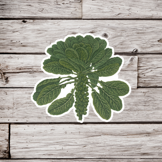 Brussel Sprouts Sticker