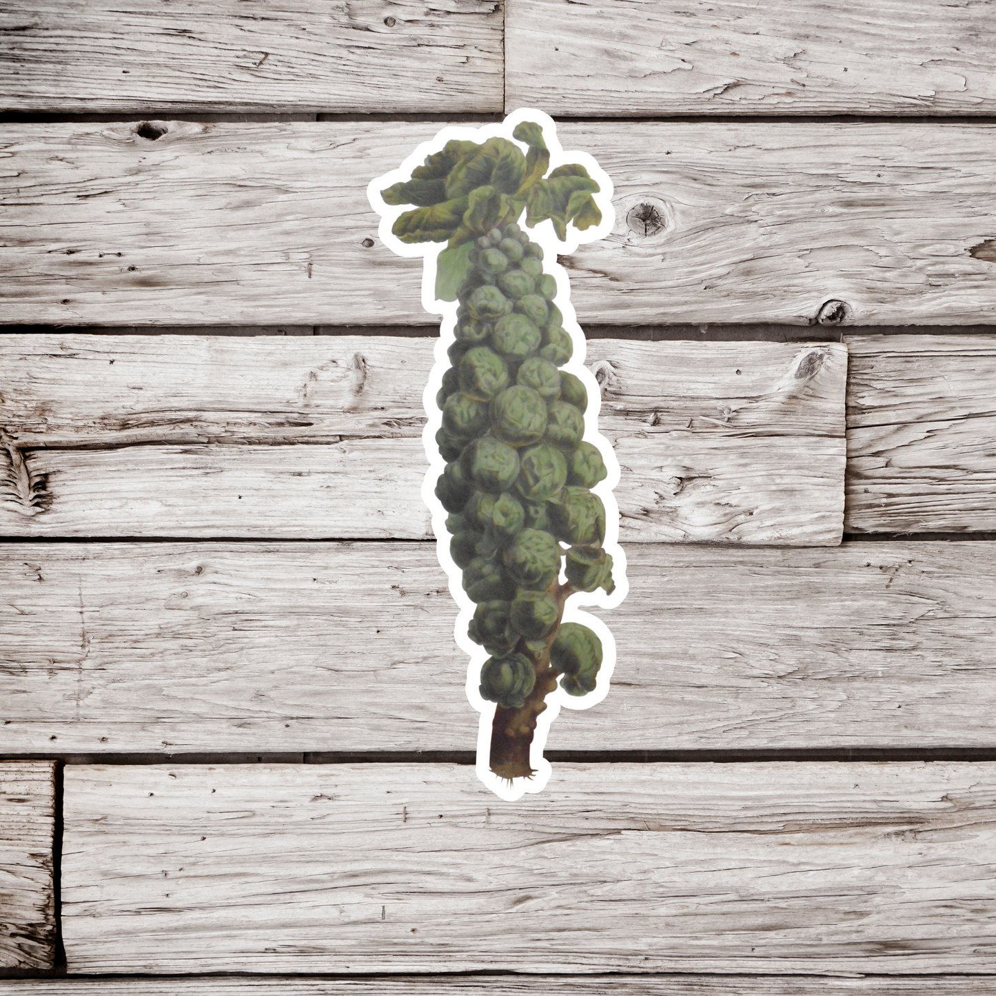 Brussel Sprouts Sticker