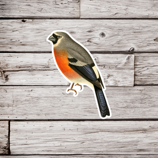 Bullfinch Sticker