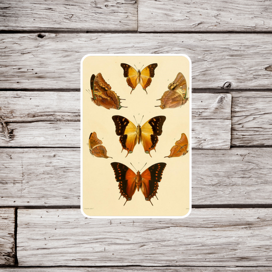 Butterfly Sticker