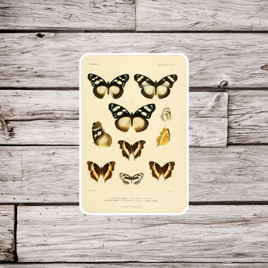Butterfly Sticker