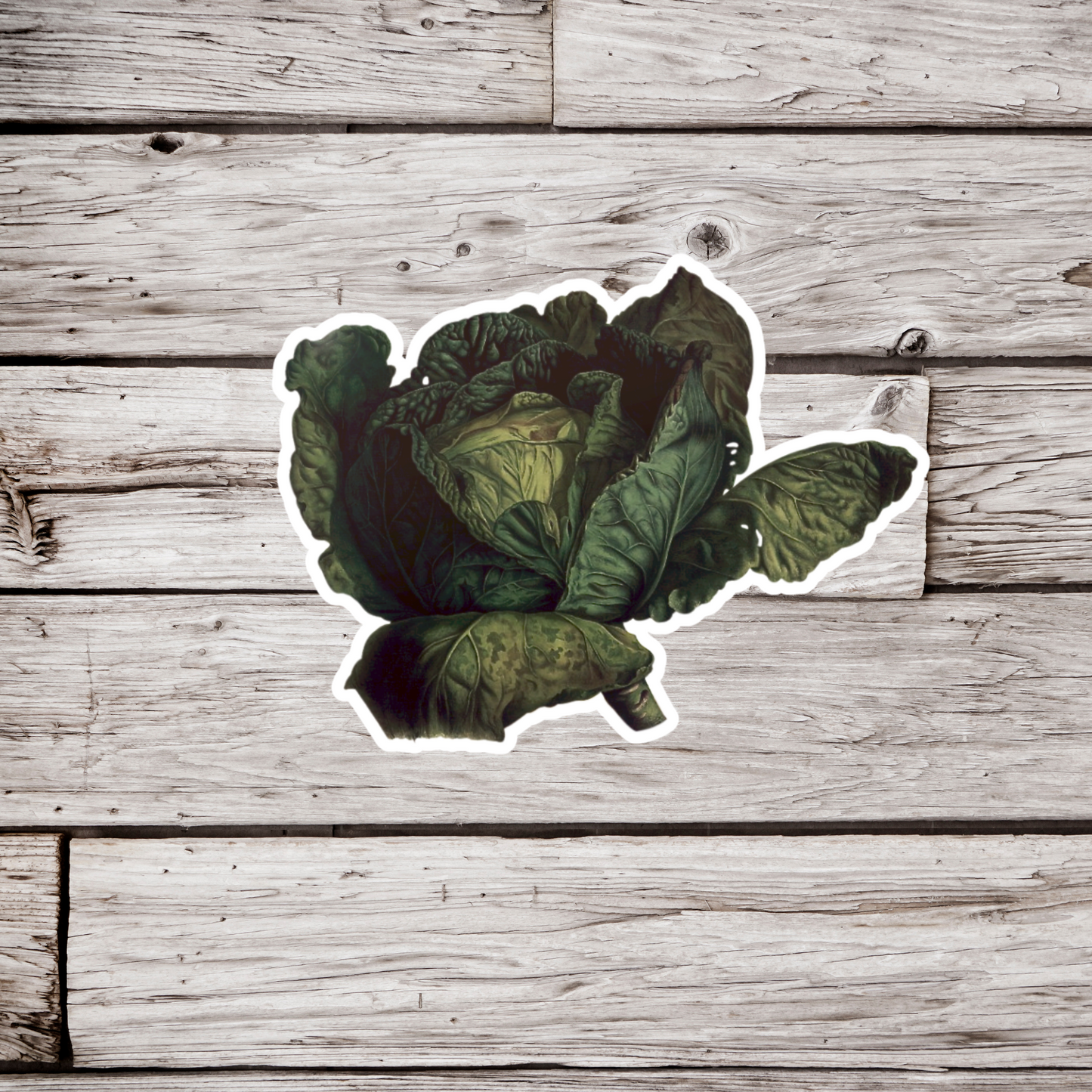 Cabbage Sticker