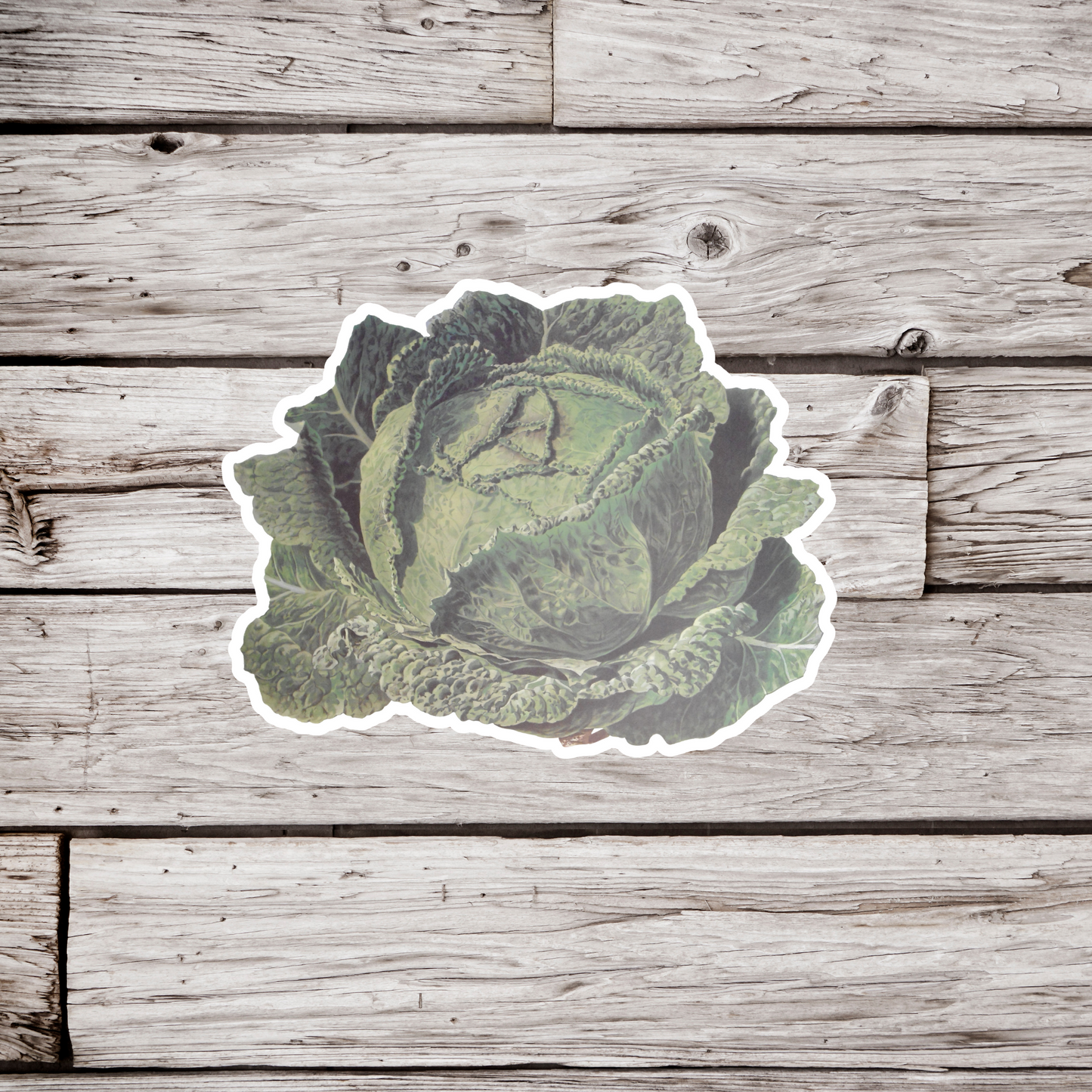 Cabbage Sticker