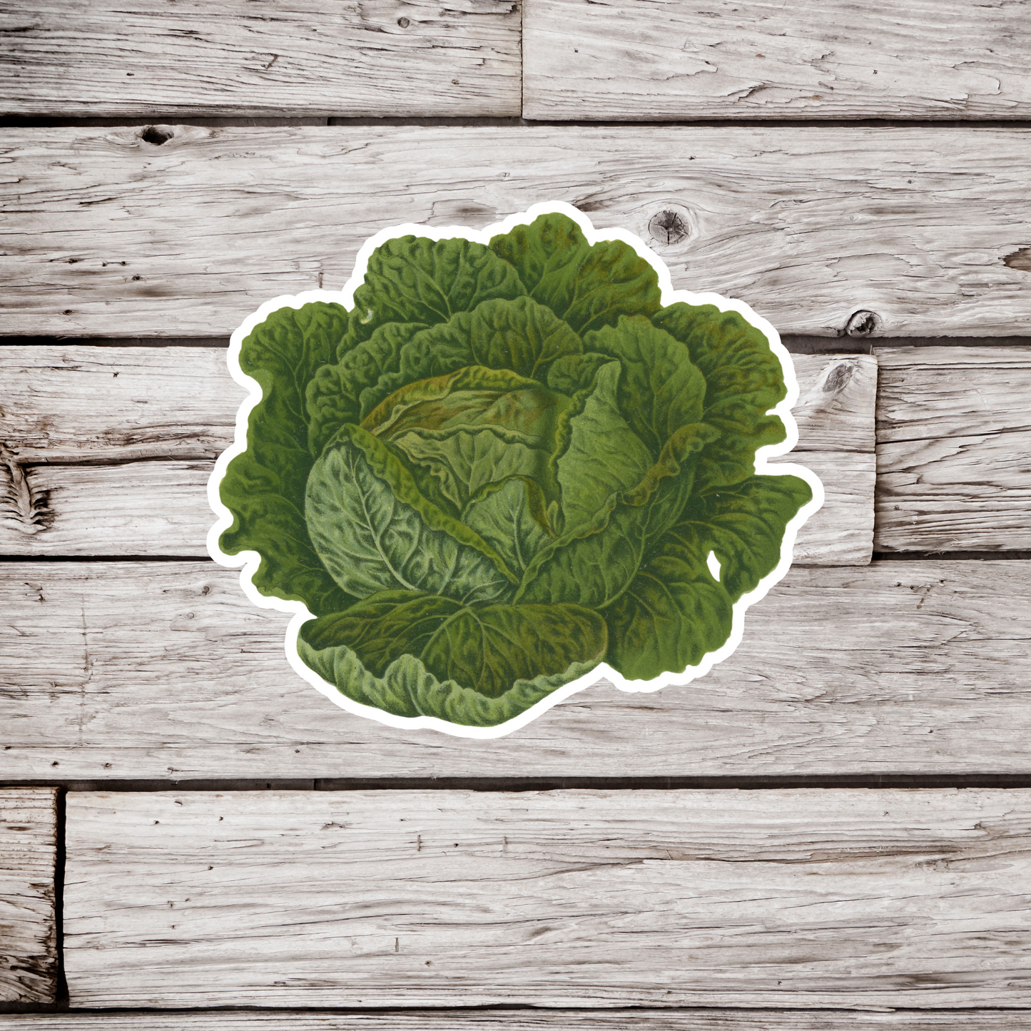 Cabbage Sticker
