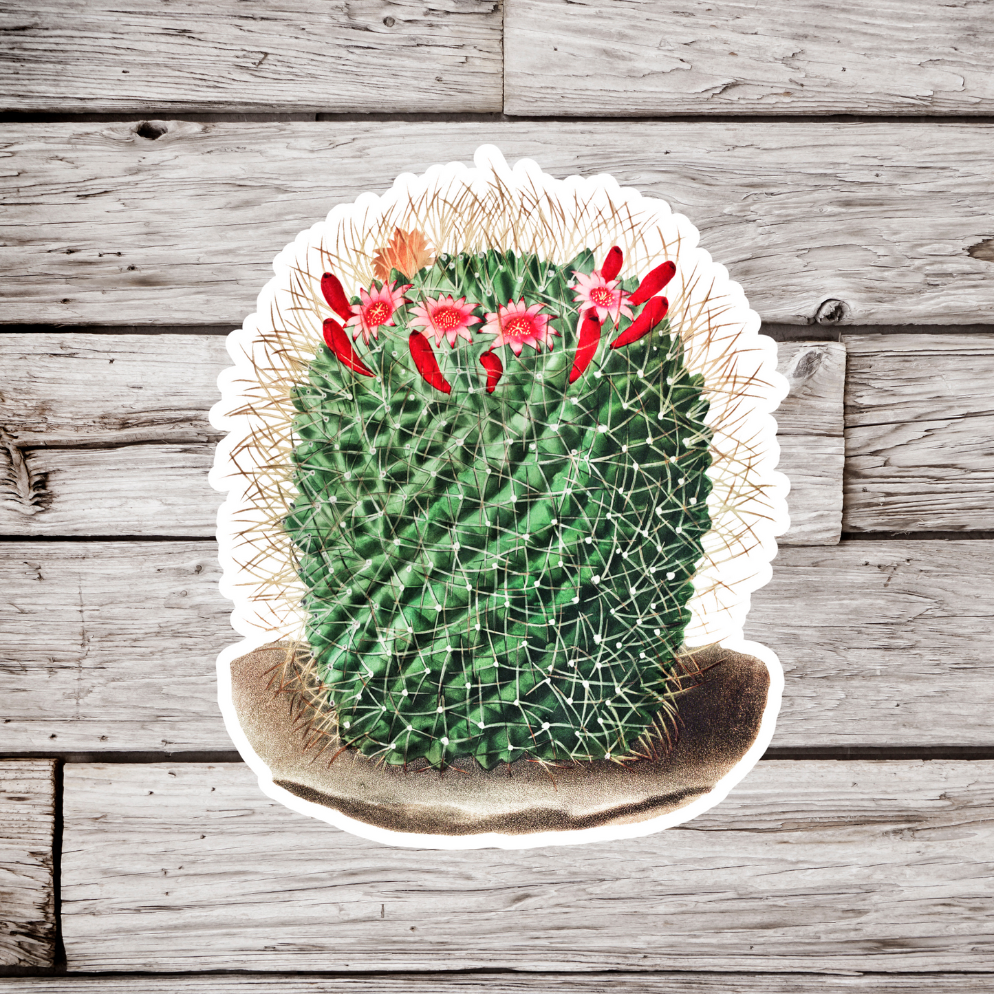 Cactus Sticker