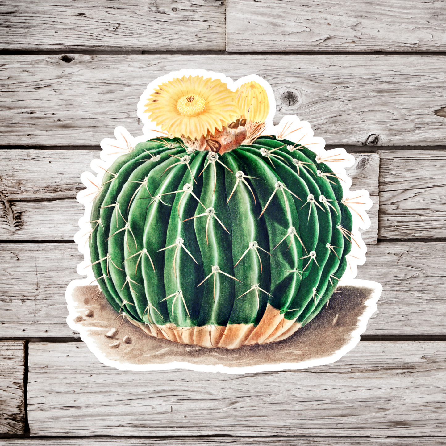 Cactus Sticker