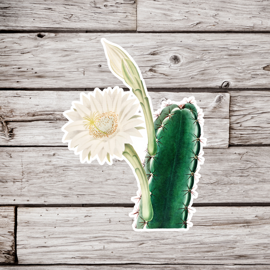 Cactus Sticker