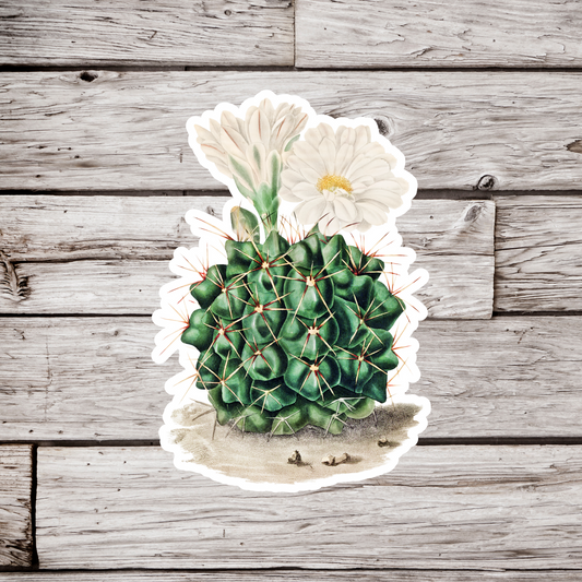Cactus Sticker