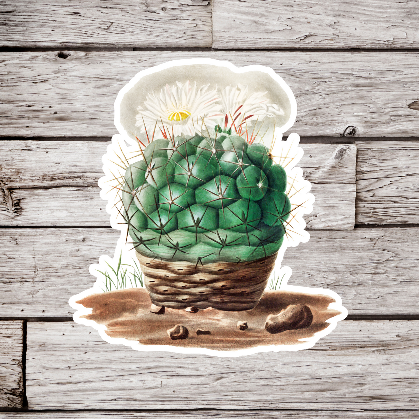 Cactus Sticker