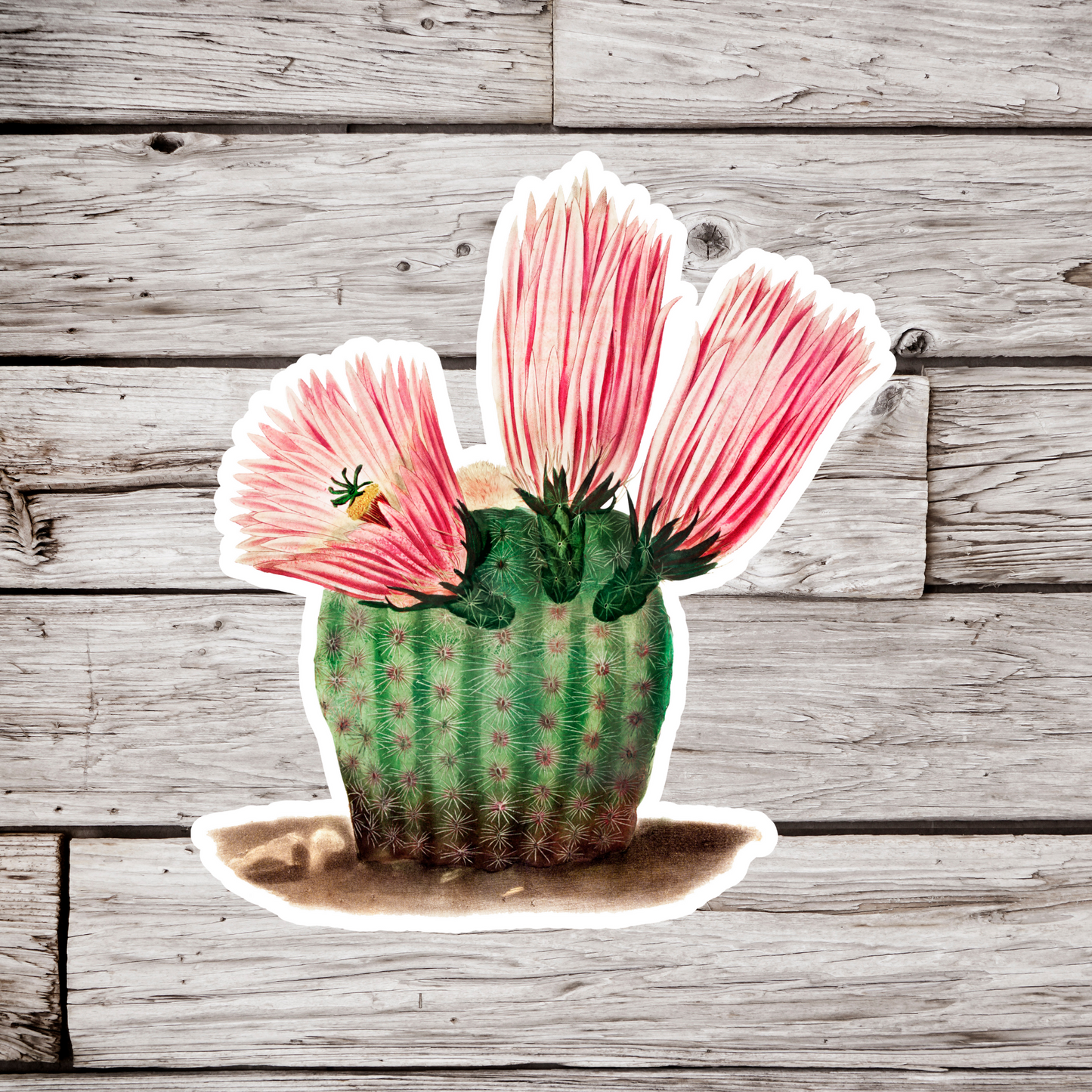 Cactus Sticker