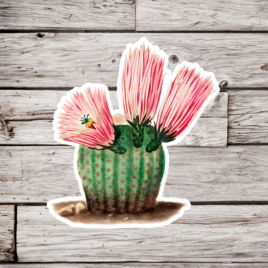 Cactus Sticker