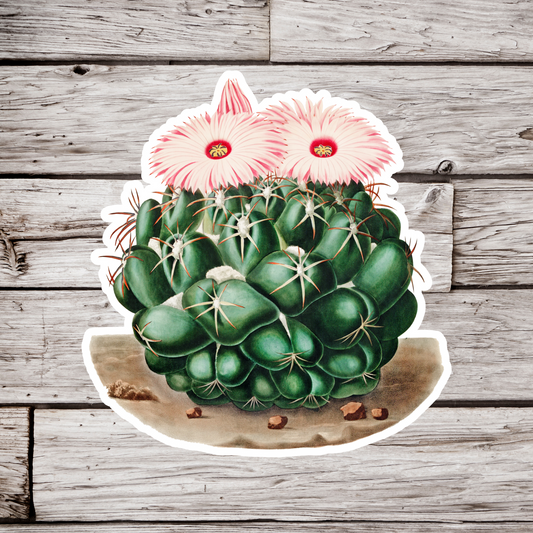 Cactus Sticker