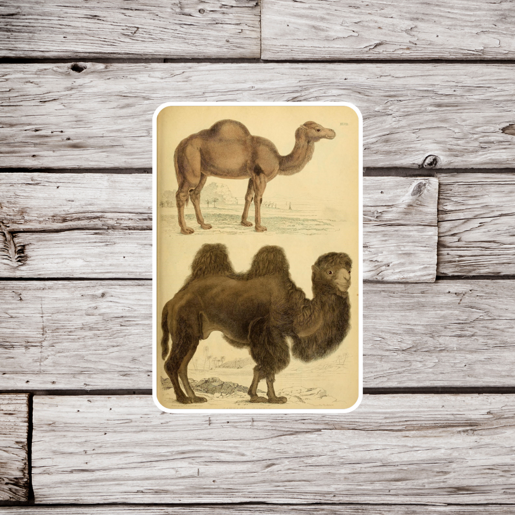 Camel Sticker