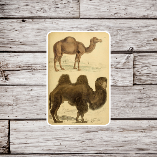 Camel Sticker